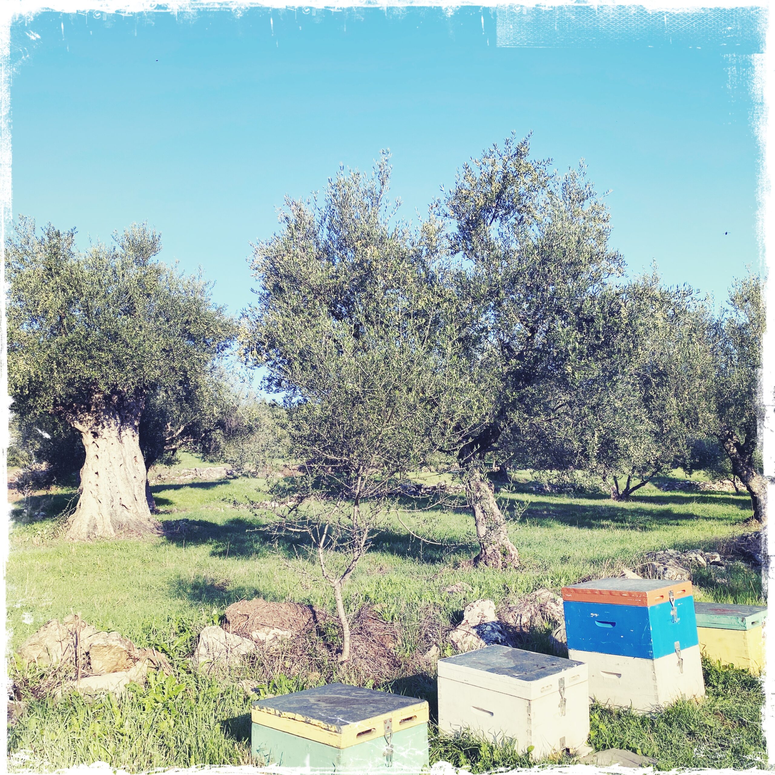 wilder Thymianhonig – Bild 2